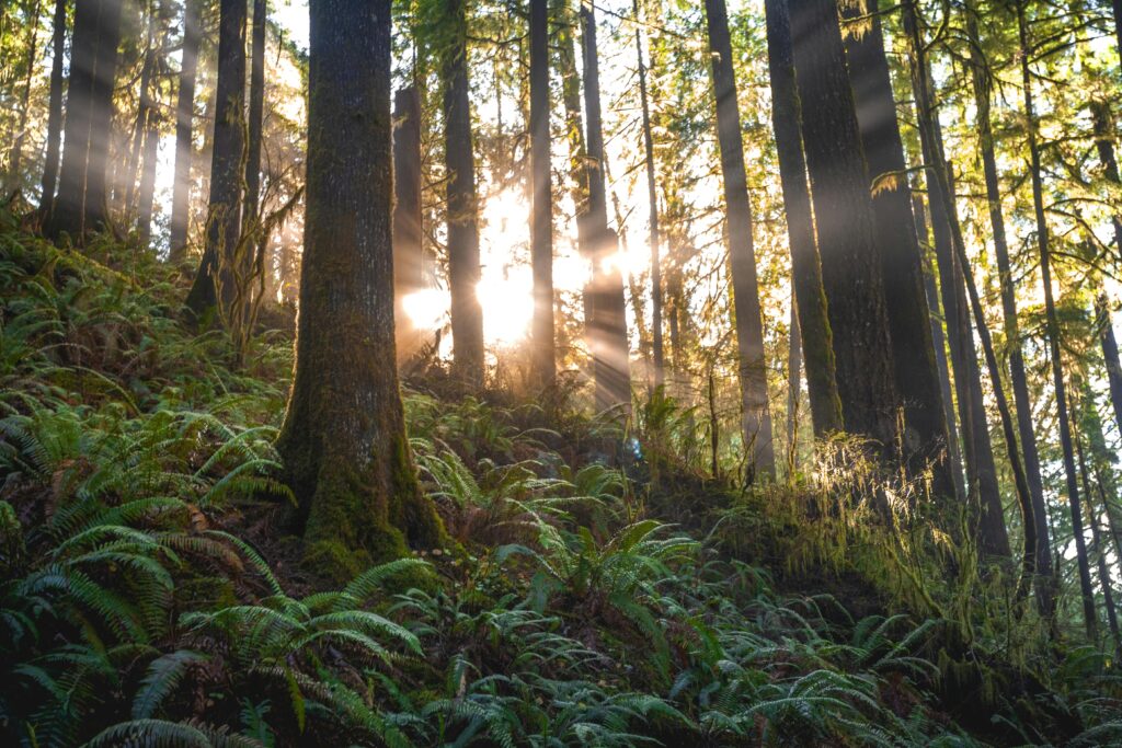 Beautiful forest scene with sunrays streaming through towering trees and lush ferns.